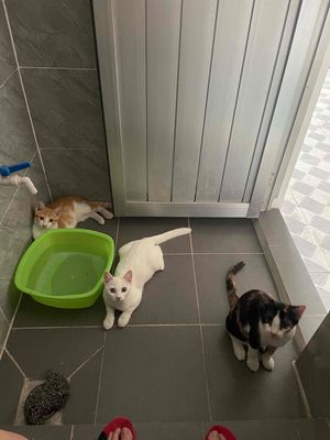 Mèo tam thể, trắng, vàng trắng 4 tháng tuổi