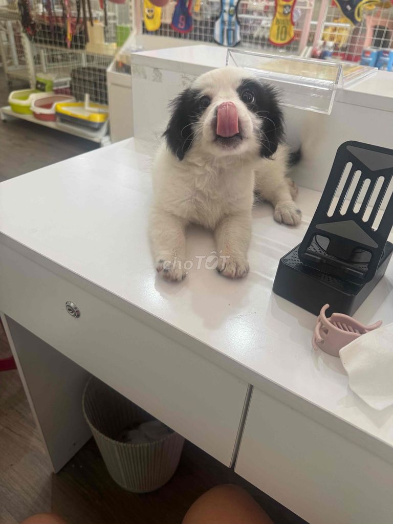 Chó Phốc sóc lai Poodle cái Trắng đen. Mua bán Chó tại Quận Cẩm Lệ Đà Nẵng được đăng bởi BabyPeony hình 1