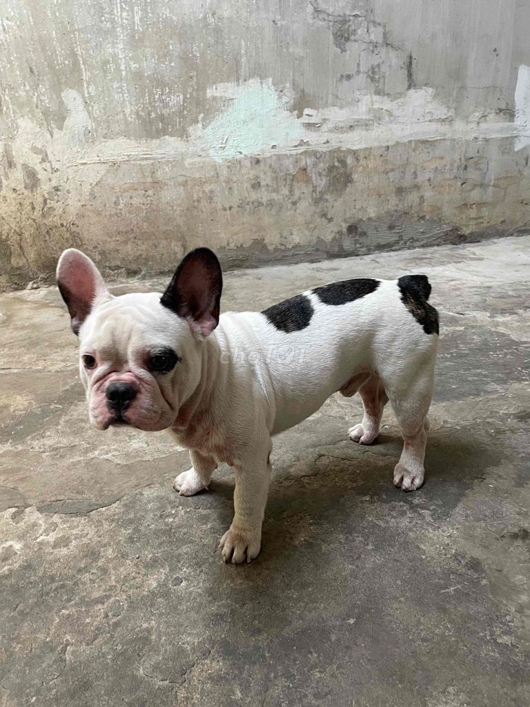 Chó Bulldog Pháp Đực Trắng đốm đen 1 năm. Mua bán Chó tại Huyện Long Thành Đồng Nai được đăng bởi Sang Trần hình 1