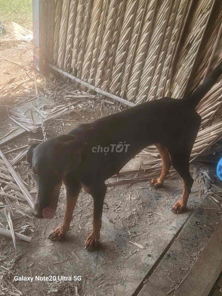 Cần bán 3 con Doberman 1 Đực 2 Cái. Mua bán Chó tại Huyện Bình Chánh Tp Hồ Chí Minh được đăng bởi Phạm Thanh Phong hình 4