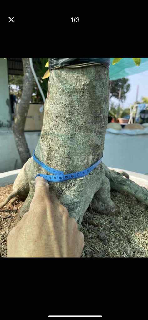 Mai vàng Bonsai lùn lực Khỏe mạnh. Mua bán Cây cảnh, đồ trang trí tại Huyện Cần Giuộc Long An được đăng bởi Thanh Son hình 1