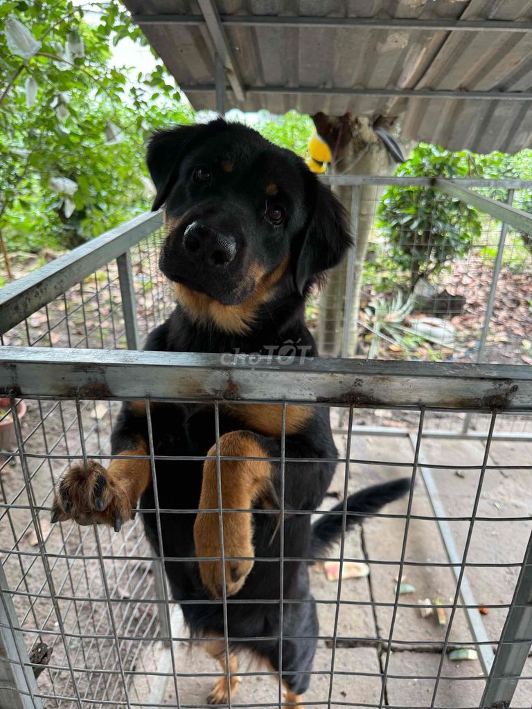 Chó Rottweiler cái 1 năm đã tiêm. Mua bán Chó tại Huyện Chơn Thành Bình Phước được đăng bởi Ms Kim Ngân hình 1