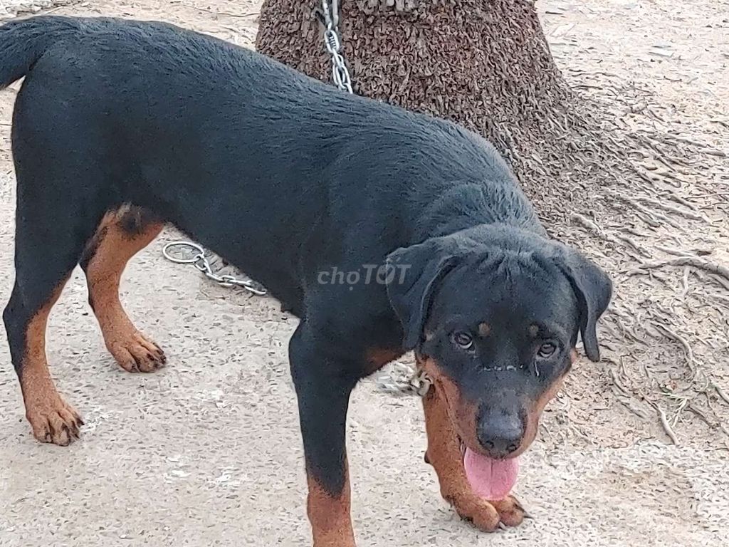 chó Rottweiler Cái Tơ.SG