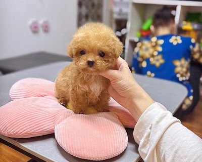 POODLE CUTE NHIỀU MÀU