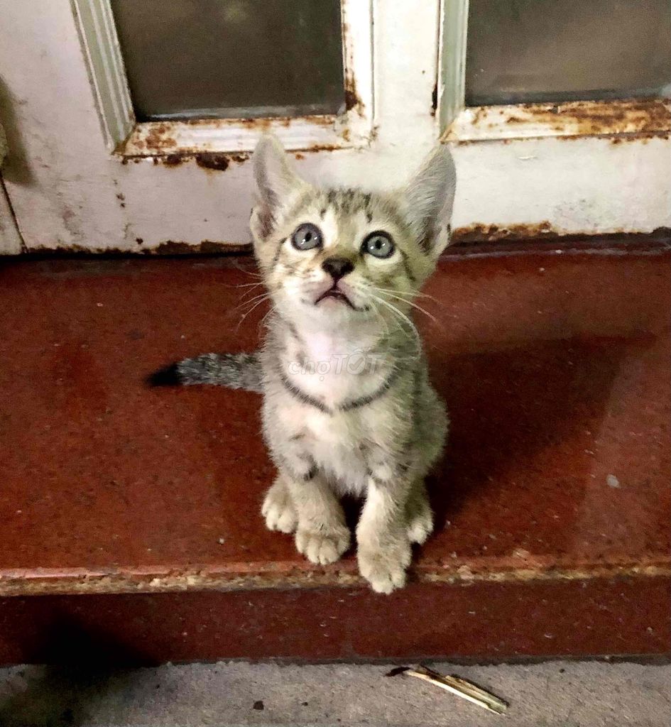 Tìm ba mẹ cho 2 bé lai aln