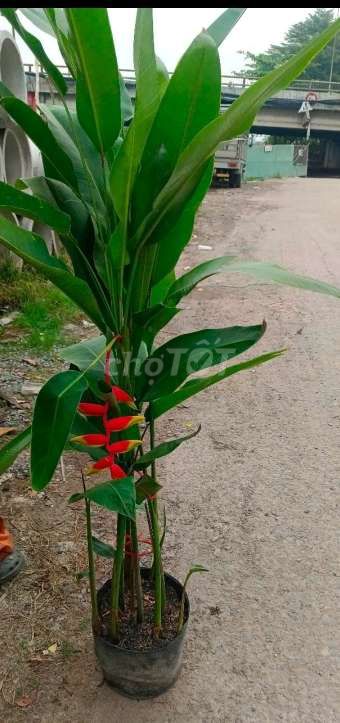 Cây chuối pháo đỏ❤️. Mua bán Cây cảnh, đồ trang trí tại Quận Gò Vấp Tp Hồ Chí Minh được đăng bởi Tô Kem  hình 1