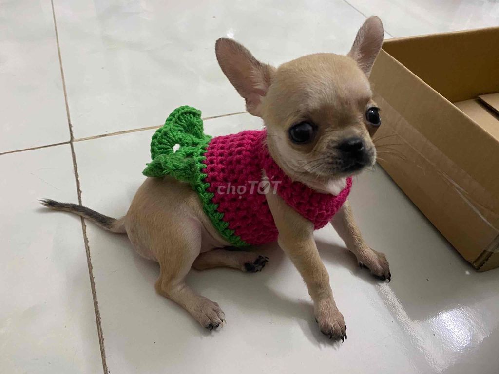 Tìm chủ mới cho bé gái chihuahua thuần chủng