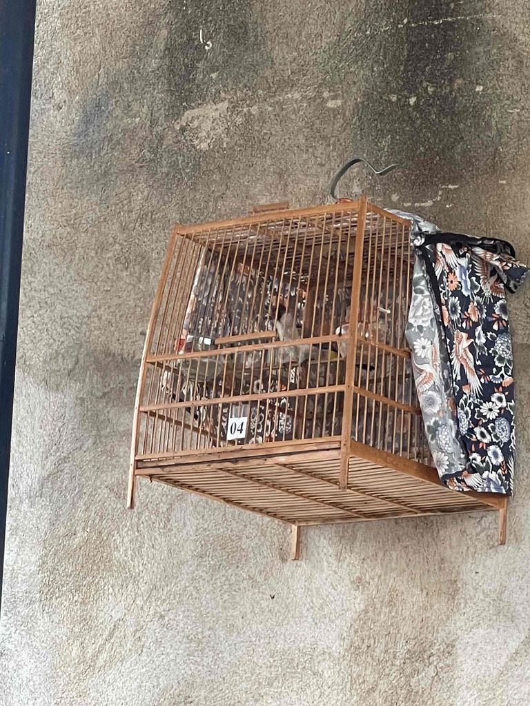 Chim chào mào đít vàng 3 tháng lồng hót tốt. Mua bán Chim tại Thành phố Buôn Ma Thuột Đắk Lắk được đăng bởi Lê Xuân Thịnh hình 1