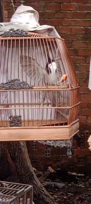 Bởi 1m bao gấu.. Mua bán Chim tại Huyện Hóc Môn Tp Hồ Chí Minh được đăng bởi Việt