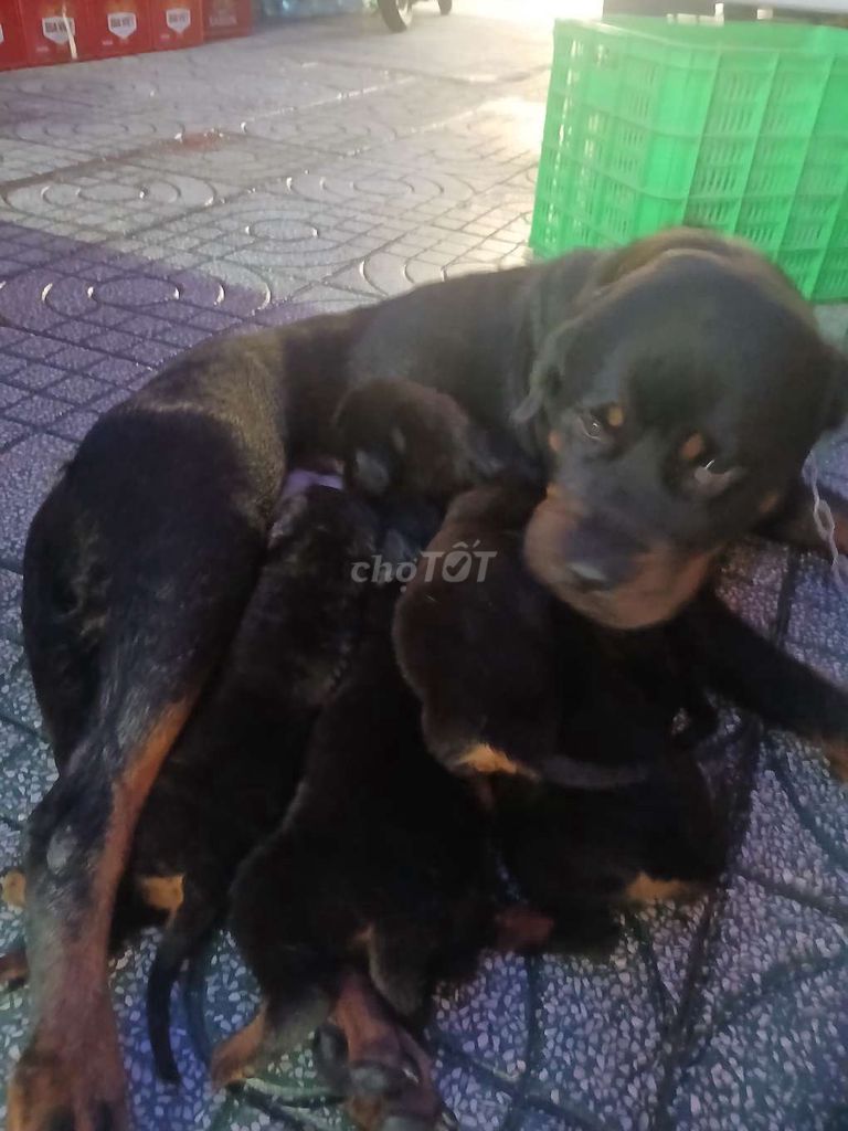 Rottweiler 45 ngày tuổi. Mua bán Chó tại Huyện Bình Chánh Tp Hồ Chí Minh được đăng bởi Kiệt Phạm hình 3