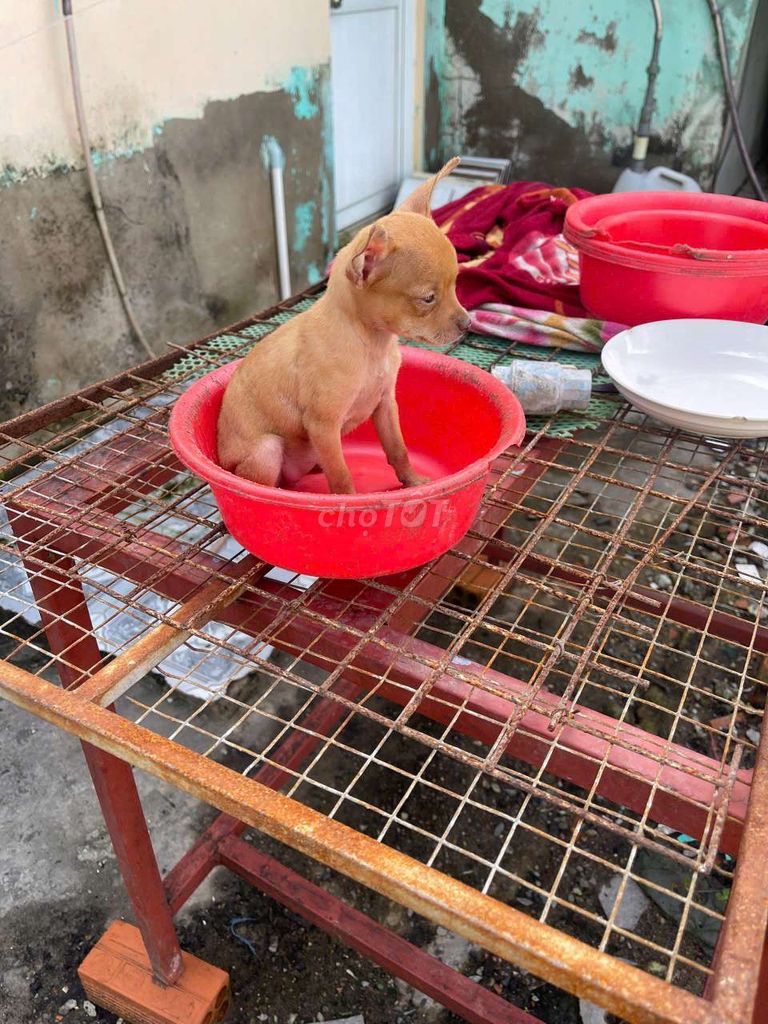 Chó Chihuahua Mini đực nâu dưới 2 tháng. Mua bán Chó tại Thành phố Bạc Liêu Bạc Liêu được đăng bởi Nguyễn Văn Phước hình 1