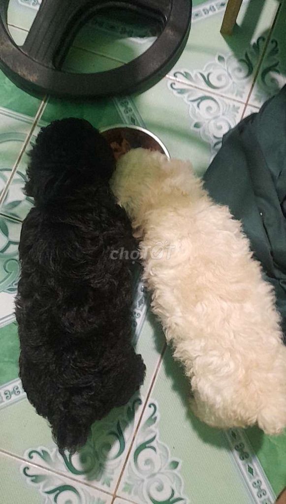 Chó Poodle hơn 6 tuần khỏe mạnh. Mua bán Chó tại Huyện Củ Chi Tp Hồ Chí Minh được đăng bởi Bảo nội thất hình 1