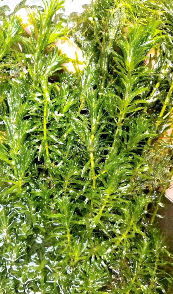 Cây thủy sinh Đuôi chó xanh lá. Mua bán Phụ kiện, Thức ăn, Dịch vụ tại Thành phố Châu Đốc An Giang được đăng bởi Lê Bình Cầm Đồ 2 hình 1