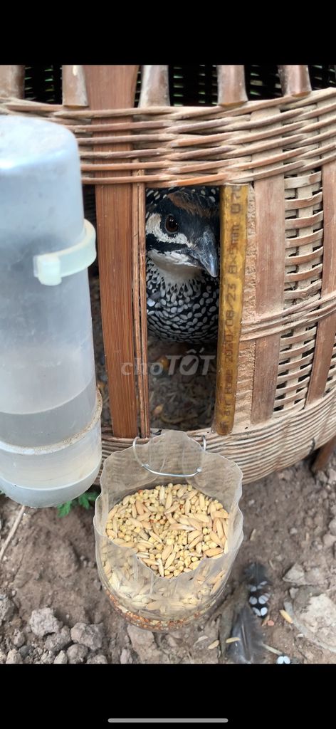 Chim gáy Đen trắng nâu. Mua bán Chim tại Huyện Gia Lâm Hà Nội được đăng bởi Nguyễn Đức Điệp  hình 1