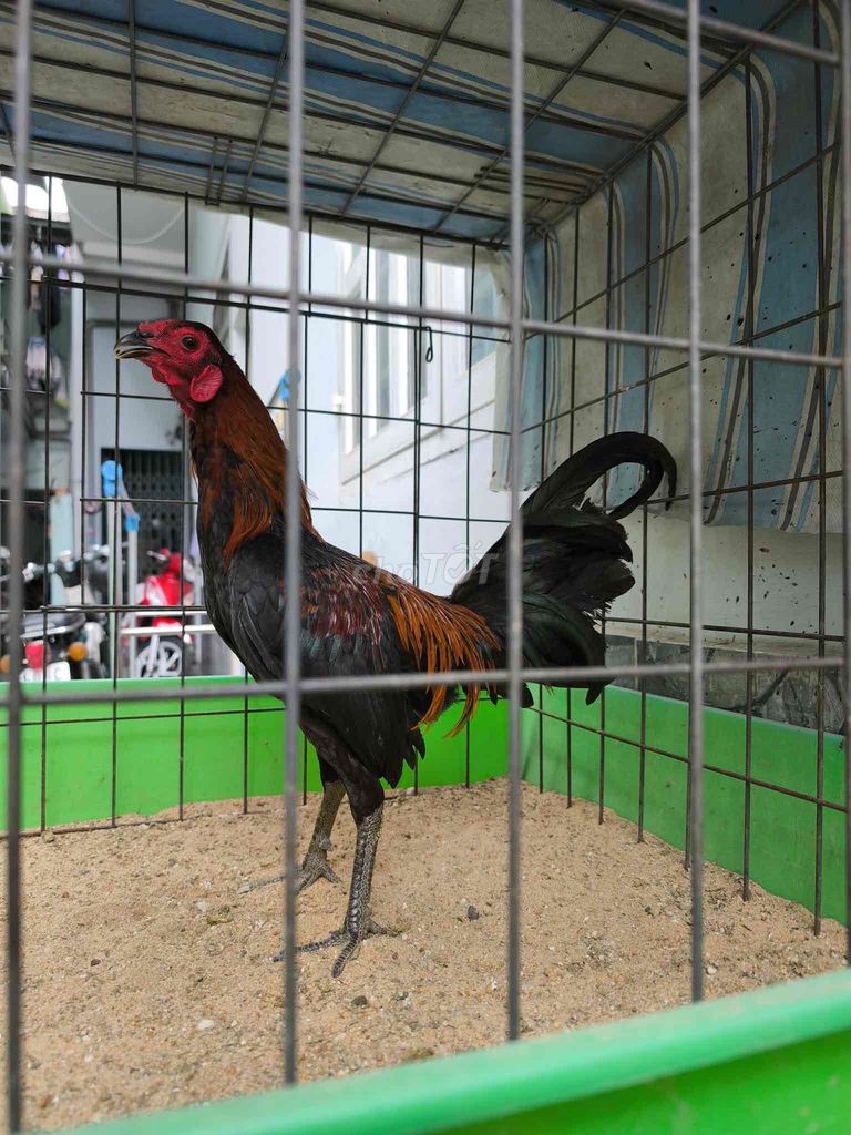 Que Sil Mỹ 1kg120 zin 100%. Mua bán Gà tại Quận 12 Tp Hồ Chí Minh được đăng bởi NHIỀU CHUYÊN GÀ TUYỂN hình 1