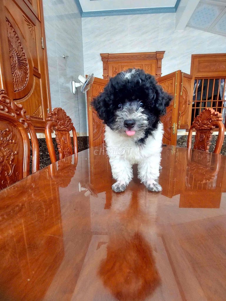 cún poodle màu bò thuần chủng