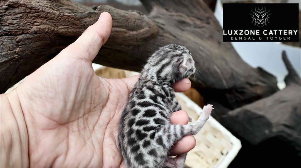 Mèo Bengal Silver gen World Champion Pháp. Mua bán Mèo tại Quận Gò Vấp Tp Hồ Chí Minh được đăng bởi Nguyen hình 1