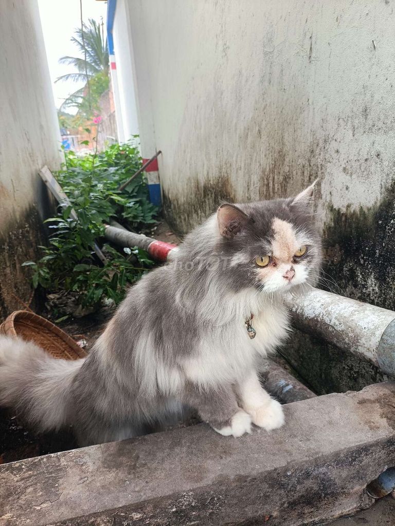 Mèo Ba Tư cái xám trắng. Mua bán Mèo tại Huyện Thanh Bình Đồng Tháp được đăng bởi Nghĩa Trần hình 1
