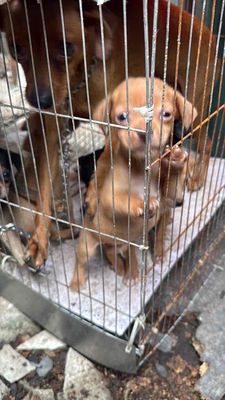 Chó Phốc con màu Nâu Đen