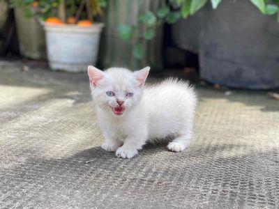 Mèo munchkin đực silver point