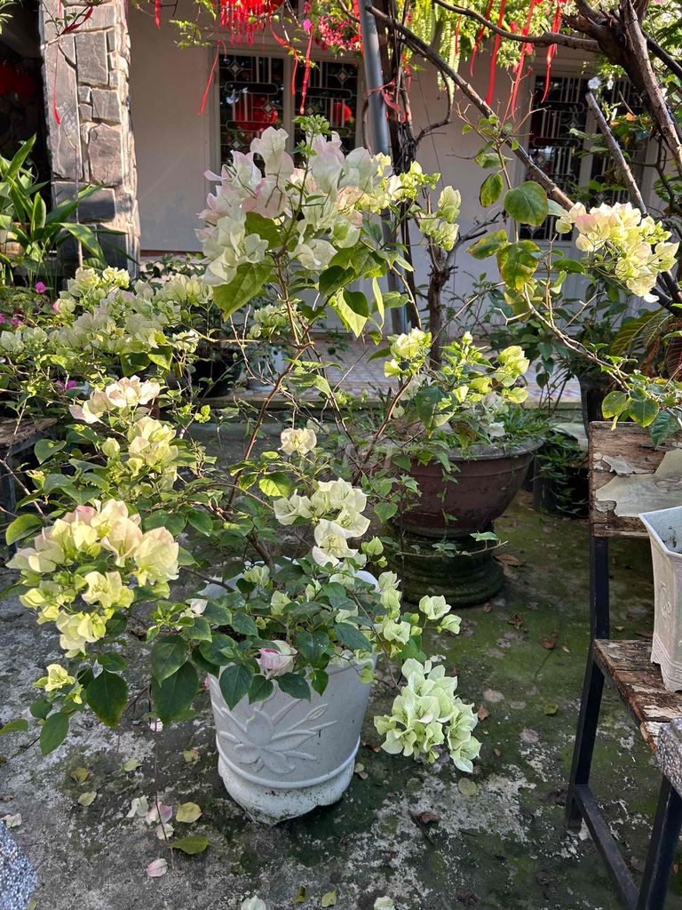 Hoa giấy phớt hồng có chậu. Mua bán Cây cảnh, đồ trang trí tại Quận Liên Chiểu Đà Nẵng được đăng bởi nguyễn nguyễn hình 1