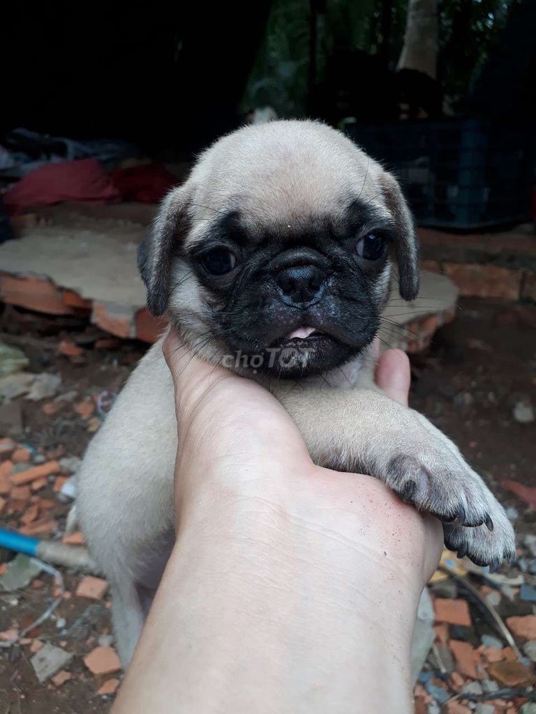 0939848855 - pug đực 2 tháng tuổi