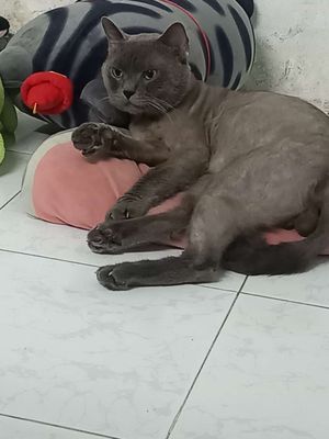 Cần rã bầy 2 bềmo syma