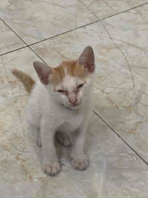 tìm người nhận nuôi mèo. Mua bán Mèo tại Quận Bình Tân Tp Hồ Chí Minh được đăng bởi Đức Chí Võ