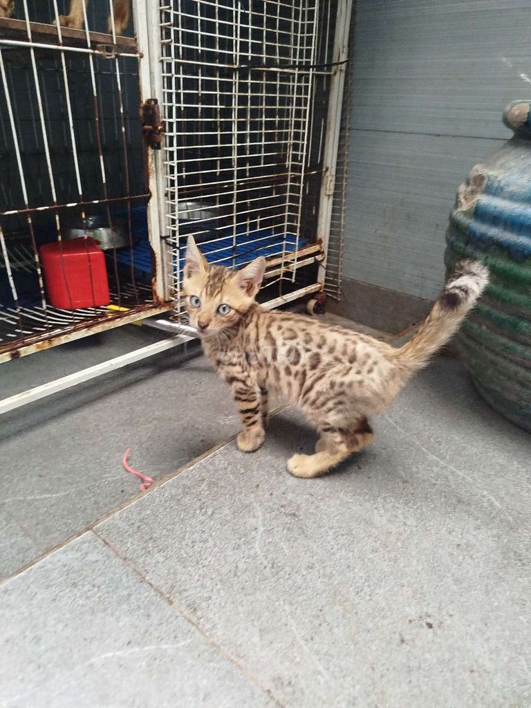 Mèo Bengal vàng nâu đốm. Mua bán Mèo tại Huyện Chợ Mới An Giang được đăng bởi CH Thú Y Hồng Đạt hình 1