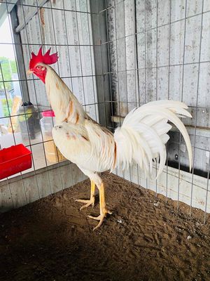 Bướm thái mỹ 2kg5 trạng 3kg. Mua bán Gà tại Huyện Bình Chánh Tp Hồ Chí Minh được đăng bởi Gà tre 