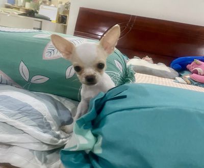 Chihuahua trắng vàng - Bé Gái - tai to, đầu táo