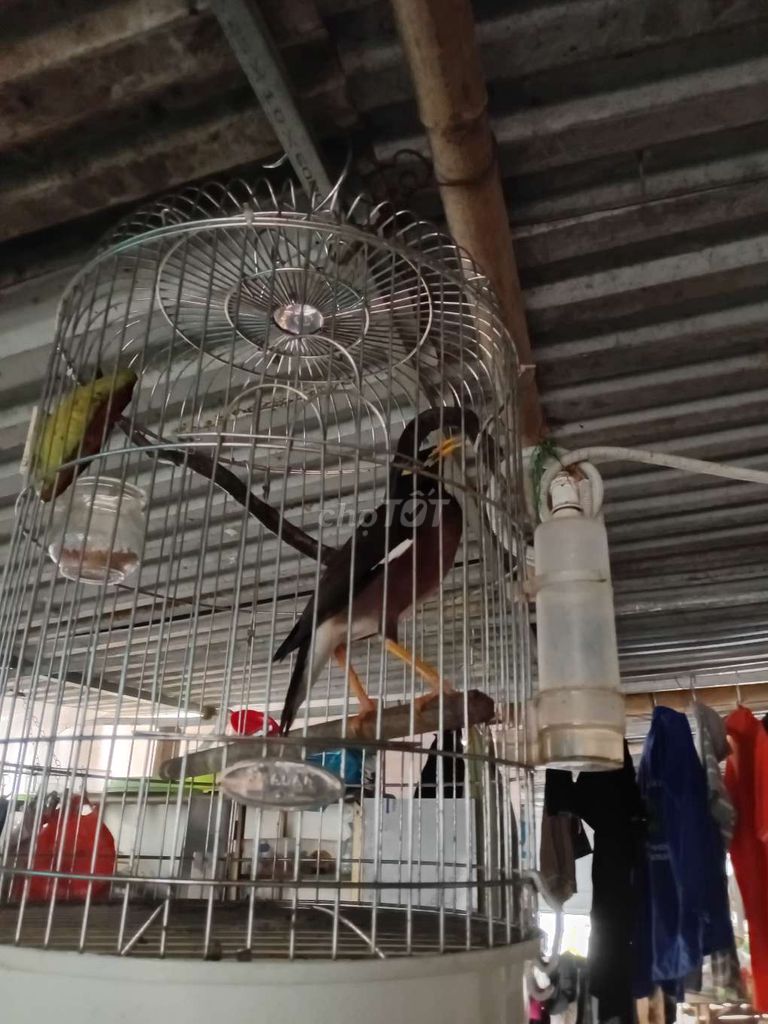 Chim Sáo nâu hơn 1 năm biết nói thuần. Mua bán Chim tại Quận Hoàng Mai Hà Nội được đăng bởi  hoang ha hình 1