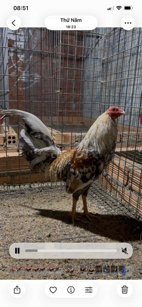 Gà Đa sắc. Mua bán Gà tại Huyện Định Quán Đồng Nai được đăng bởi thanh hình 1