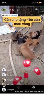 Chó con Vàng 4 con