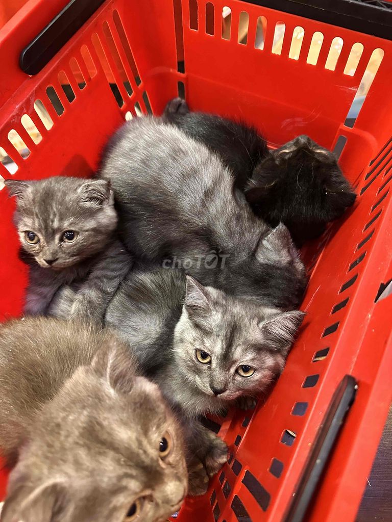 Mèo Anh lông dài lai tai cụp 3 tháng. Mua bán Mèo tại Quận Tân Bình Tp Hồ Chí Minh được đăng bởi Đào Trang Tố Quyên hình 1