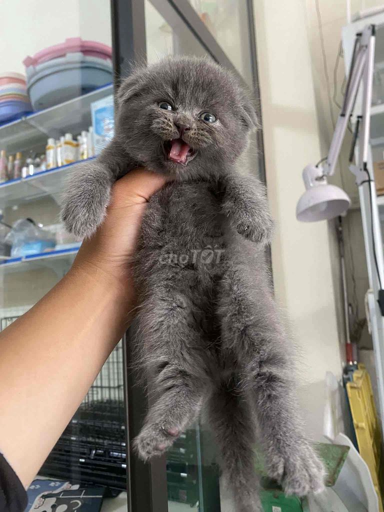 mèo anh lông ngắn. Mua bán Mèo tại Quận Cẩm Lệ Đà Nẵng được đăng bởi Thành hình 1