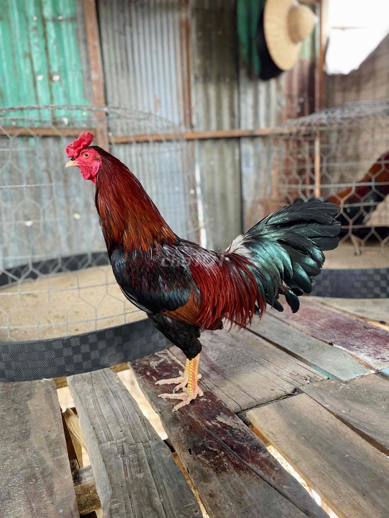 Gà Hiện 2kg7. . Tay Tốt . . Long Mới. Mua bán Gà tại Thị xã Tân Châu An Giang được đăng bởi DUY An Giang hình 1