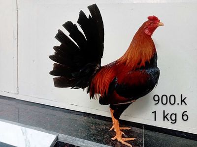 1 kg 6 yếu. Mua bán Gà tại Quận Gò Vấp Tp Hồ Chí Minh được đăng bởi nam gà tre 