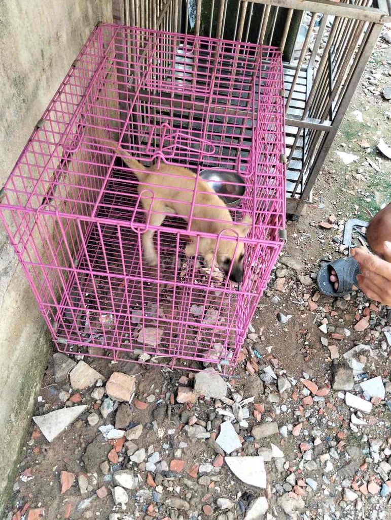 phú quốc lai. Mua bán Chó tại Quận 12 Tp Hồ Chí Minh được đăng bởi Nguyengiang hình 2