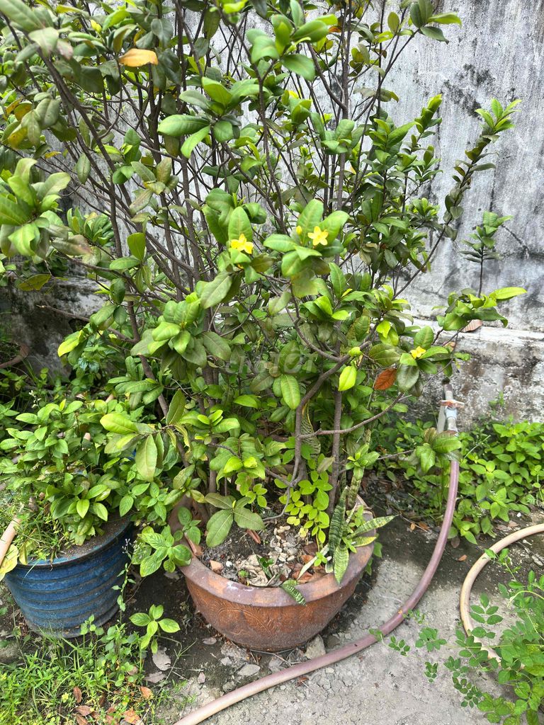 Mai tứ quý chậu đất nung xanh lá. Mua bán Cây cảnh, đồ trang trí tại Thành phố Thủ Dầu Một Bình Dương được đăng bởi Chợ Xe Bình Dương hình 1
