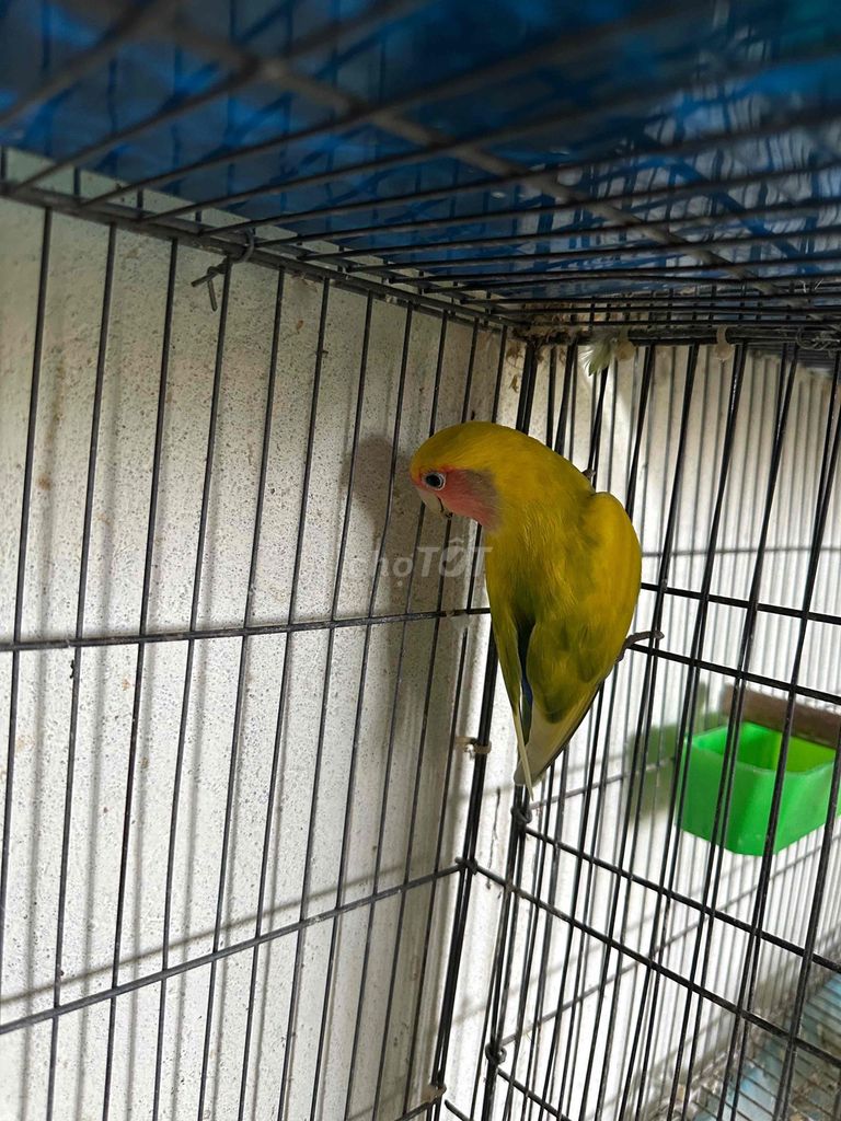 Chim cảnh trưởng thành non. Mua bán Chim tại Quận 7 Tp Hồ Chí Minh được đăng bởi Ari Dương hình 1