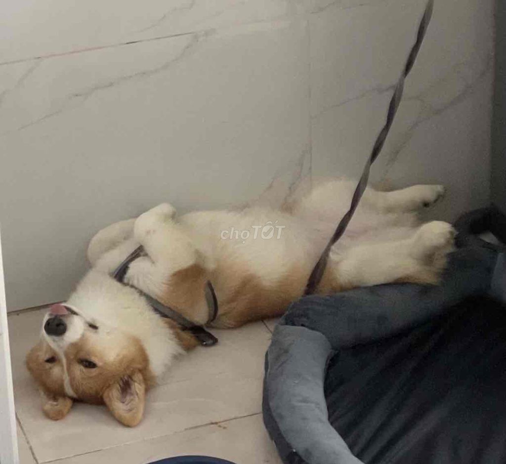 Chó Corgi cái 6 tháng đã tiêm. Mua bán Chó tại Quận Hải Châu Đà Nẵng được đăng bởi Duong hình 1