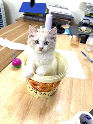 Mèo Ragdoll Trắng xám