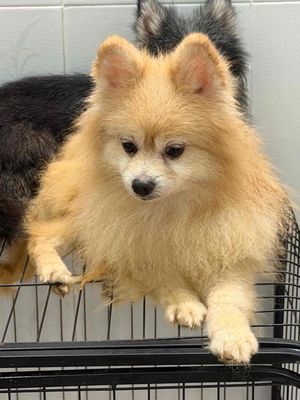 tìm chủ mới yêu thương cho 3 bé Phốc sóc