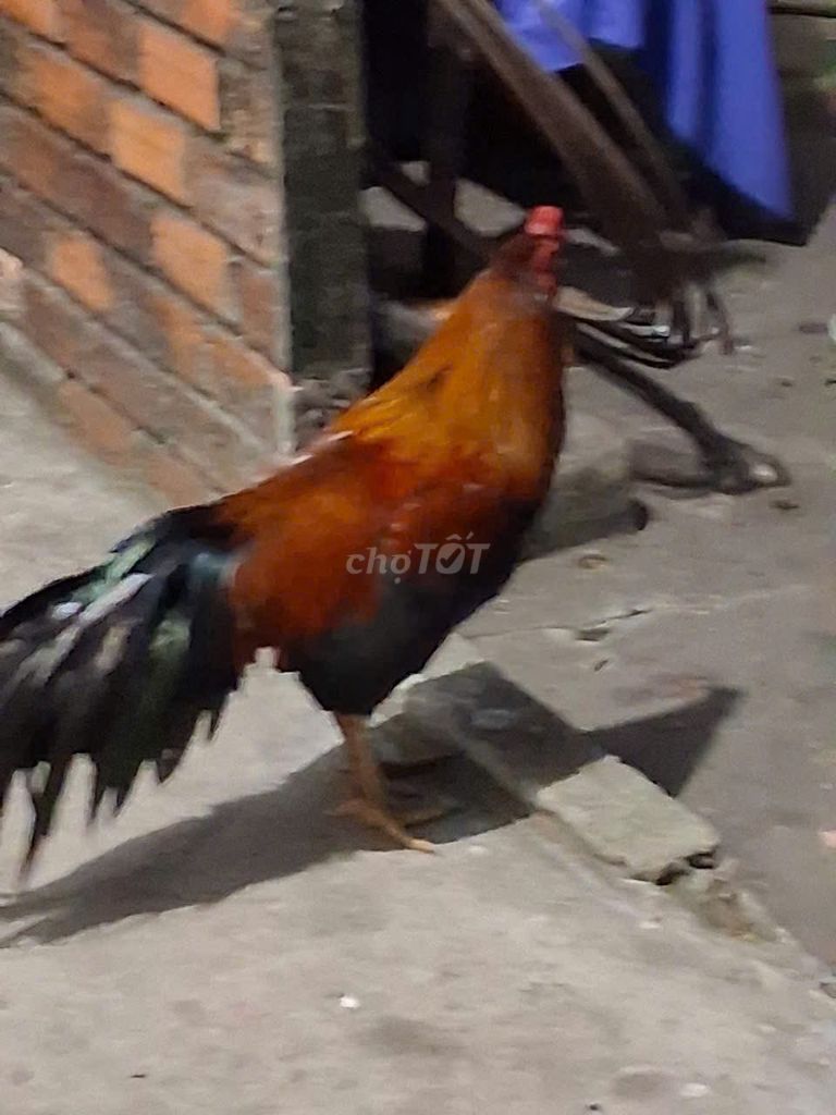 Gà trống nuôi cảnh đã tiêm. Mua bán Gà tại Huyện Châu Thành Kiên Giang được đăng bởi Phúc Em hình 1