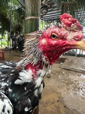 bán e ông gà sang lông 2 để đúc. Mua bán Gà tại Quận Ngũ Hành Sơn Đà Nẵng được đăng bởi Lai