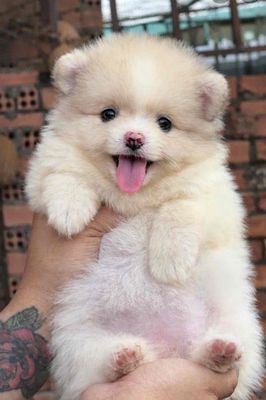 Chó Phốc Sóc trắng vàng đã tiêm