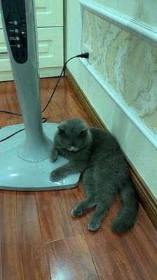 Mèo Anh lông ngắn 5 tháng Xám