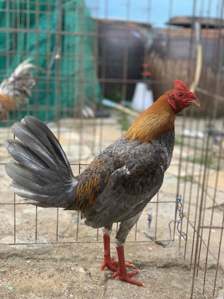 xám cuban. Mua bán Gà tại Huyện Cần Giuộc Long An được đăng bởi ba bích hình 1