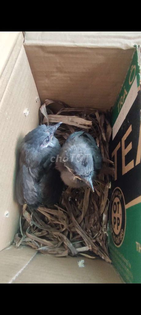 Chim Khướu non 2 con màu Xám. Mua bán Chim tại Quận 10 Tp Hồ Chí Minh được đăng bởi Long hình 1